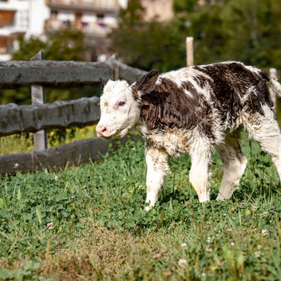 Impressionen Bildergalerie Zemmerhof Südtirol Kastelruth Seiser Alm Italien (23)